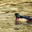 woodduck